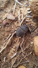 Epirinus flagellatus