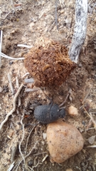 Epirinus flagellatus