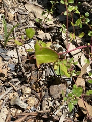 Chenopodium robertianum