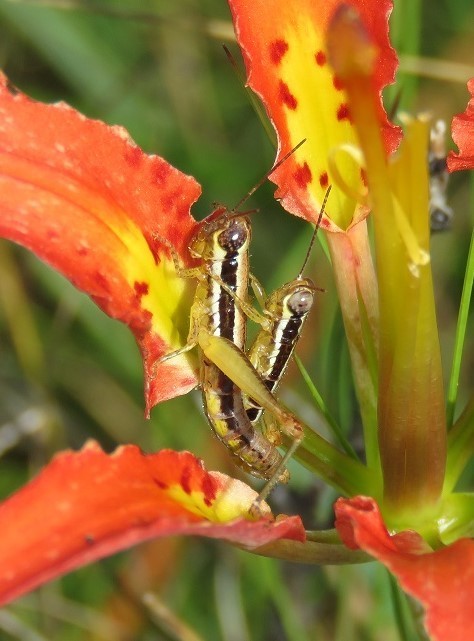 Gymnoscirtetes