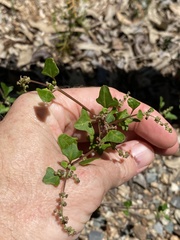 Chenopodium robertianum