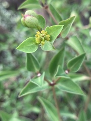 Euphorbia transvaalensis