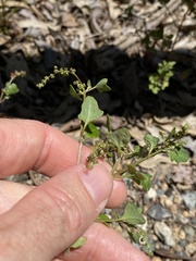 Chenopodium robertianum
