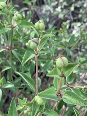 Euphorbia transvaalensis
