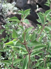Euphorbia transvaalensis