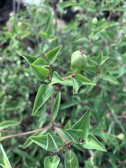 Euphorbia transvaalensis
