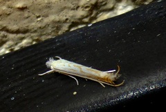 Stegommata sulfuratella