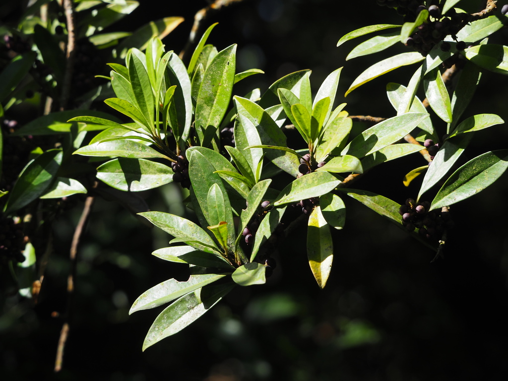 Myrsine seguinii