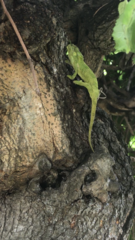 Bradypodion damaranum