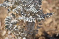 Astragalus oxyphysus