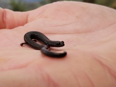 Batrachoseps diabolicus