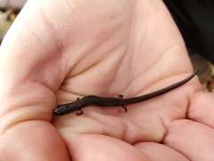 Batrachoseps diabolicus