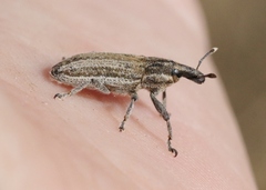 Scaphomorphus