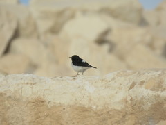 Oenanthe albonigra