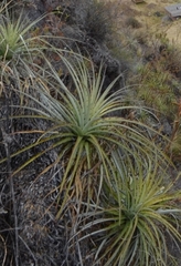 Puya ferruginea