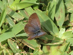 Zizeeria knysna