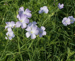 Linum nervosum