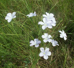 Linum nervosum