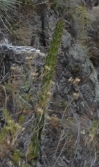 Corryocactus erectus