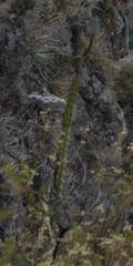 Corryocactus erectus