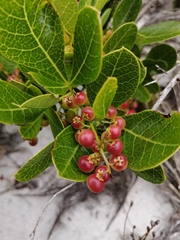 Searsia laevigata