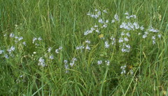 Veronica austriaca jacquinii