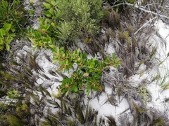 Searsia laevigata