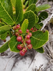 Searsia laevigata