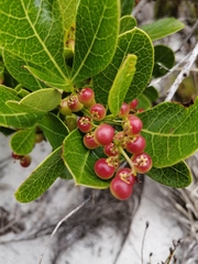 Searsia laevigata