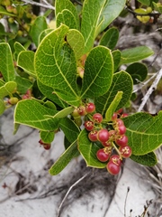 Searsia laevigata