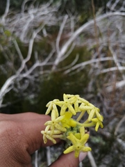 Lyperia lychnidea