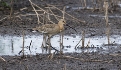 Limosa limosa