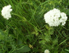 Valeriana rossica
