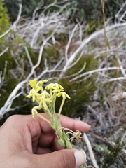 Lyperia lychnidea