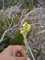 Lyperia lychnidea