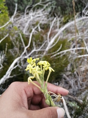 Lyperia lychnidea