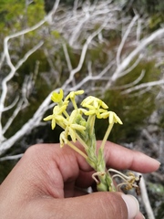Lyperia lychnidea