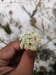 Dasispermum suffruticosum