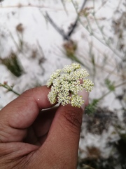 Dasispermum suffruticosum