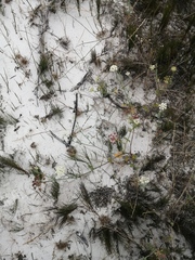 Dasispermum suffruticosum
