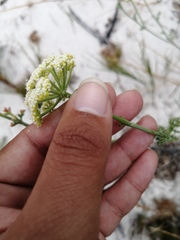Dasispermum suffruticosum