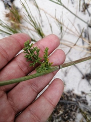 Dasispermum suffruticosum