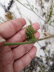 Dasispermum suffruticosum