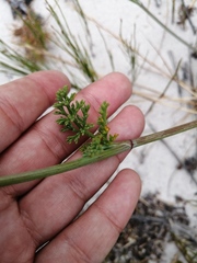 Dasispermum suffruticosum