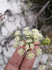 Dasispermum suffruticosum
