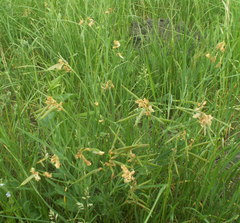 Lathyrus pannonicus collinus