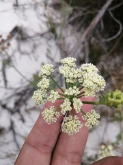 Dasispermum suffruticosum
