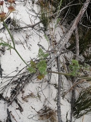 Dasispermum suffruticosum