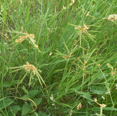 Lathyrus pannonicus collinus