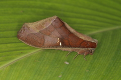 Colax apulus